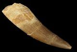 Fossil Plesiosaur (Zarafasaura) Tooth - Morocco #166714-1